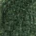 Fern